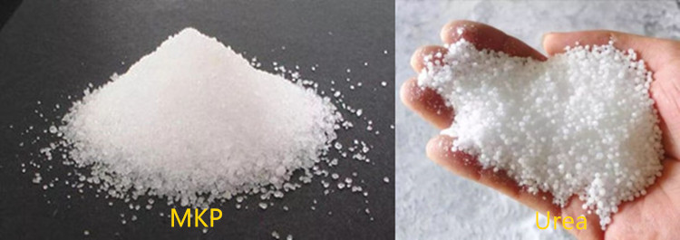 What is a Good Partner of Potassium Dihydrogen Phosphate? - News - 1 Potassium dihydrogen phosphate+urea